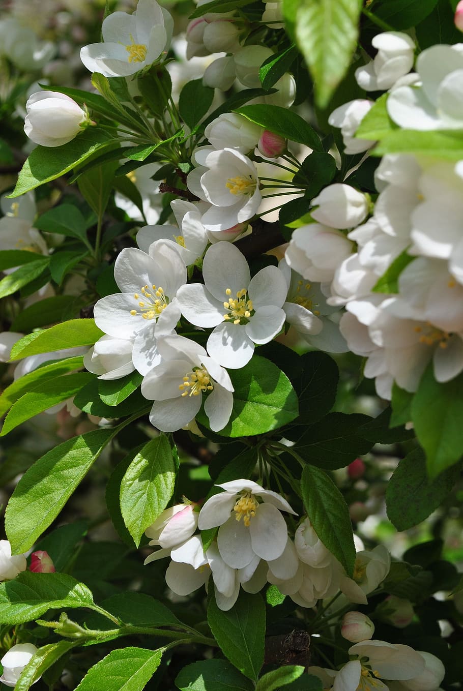 cherry tree, cherry blossom, flower, nature, spring, branch HD wallpaper