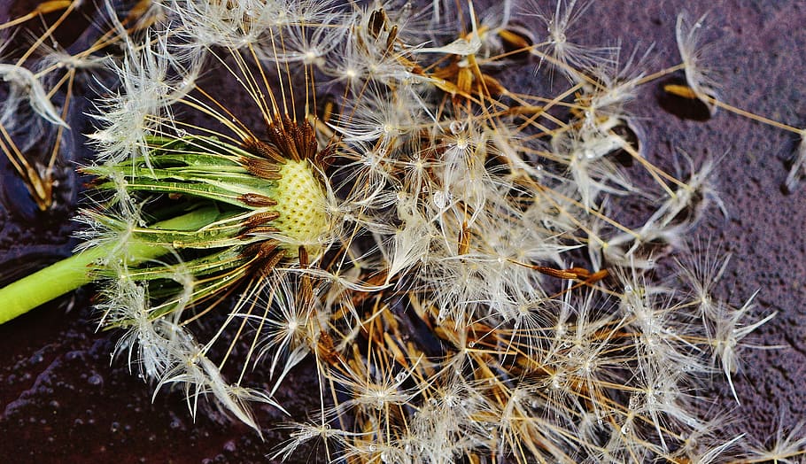dandelion, plant, rain, drip, wet, nature, flower, close, pointed flower HD wallpaper
