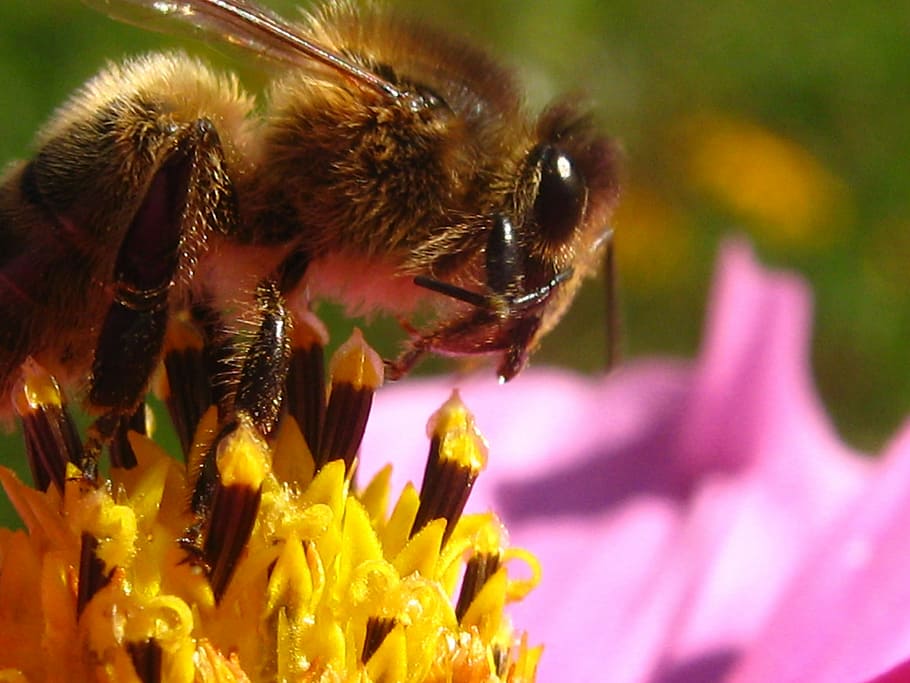 bee, flower, insects, forage, pollinator, honey bee, one animal HD wallpaper