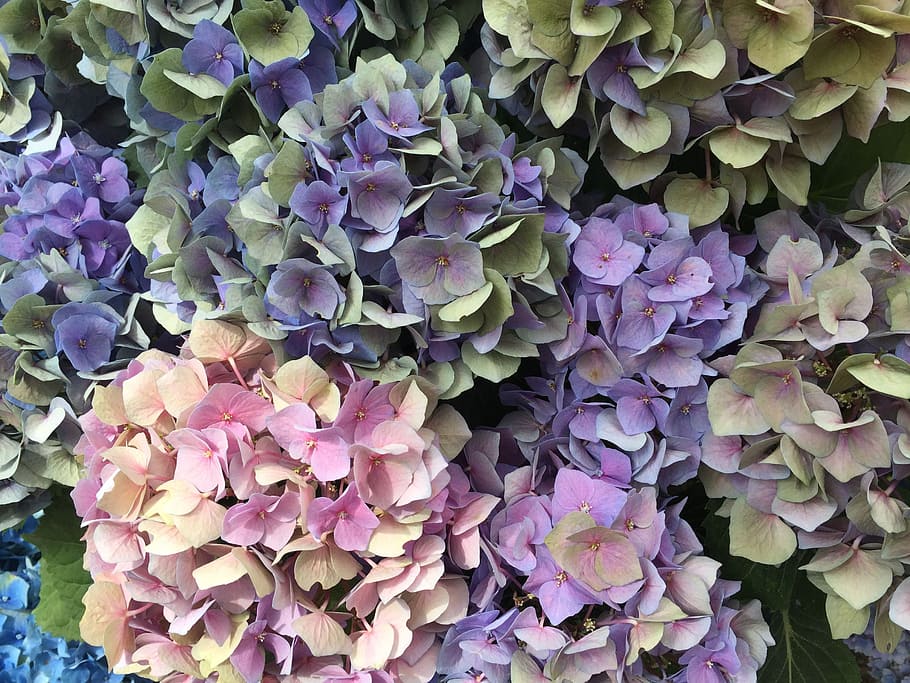 hydrangeas, flower, nature, plant, garden, pink, bloom, blue-purple hydrangea HD wallpaper