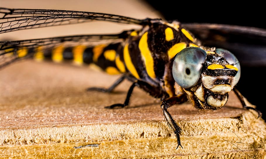 dragonfly, insect, animal, close, wing, chitin, nature, macro HD wallpaper
