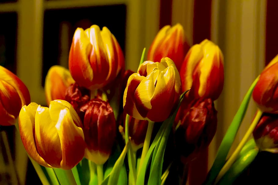 tulips, spring, strauss, spring flower, tulip bouquet, yellow, HD wallpaper