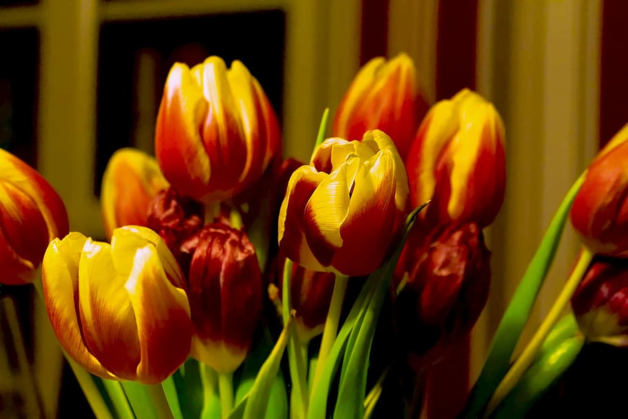 tulips, spring, strauss, spring flower, tulip bouquet, yellow HD wallpaper