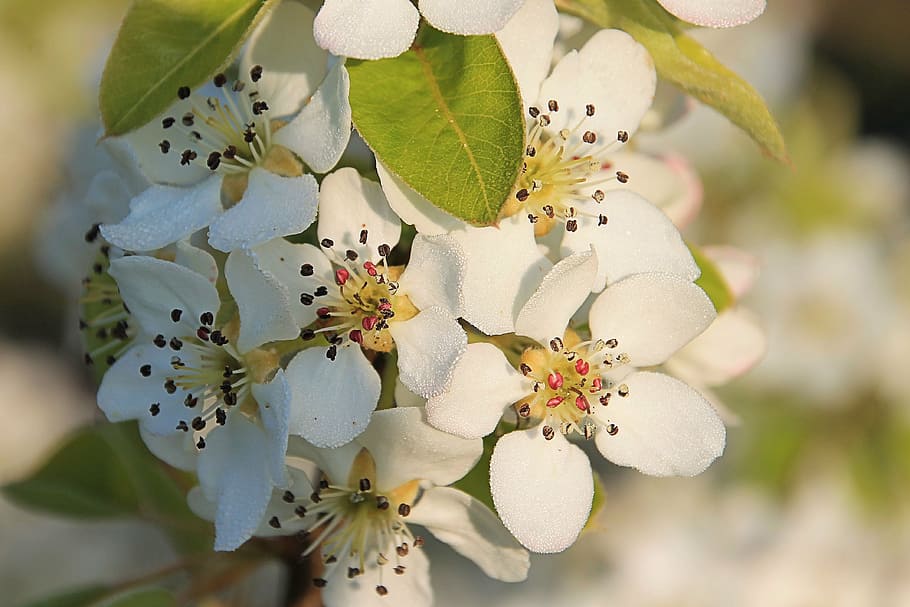blossom, bloom, white, flowering twig, nature, branch, tree HD wallpaper