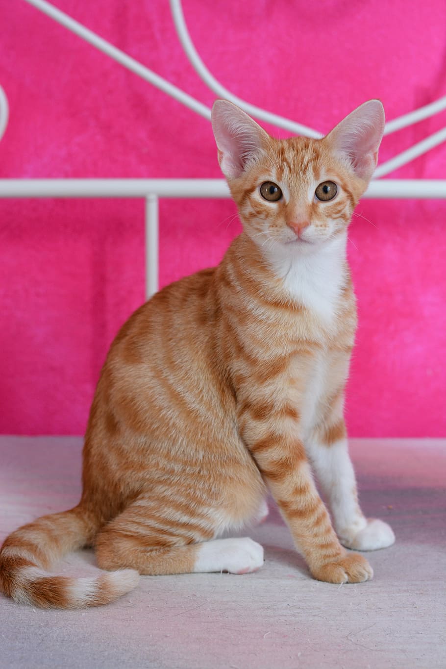 cat, pet, tiger, red cat, mackerel, young cat, domestic cat HD wallpaper