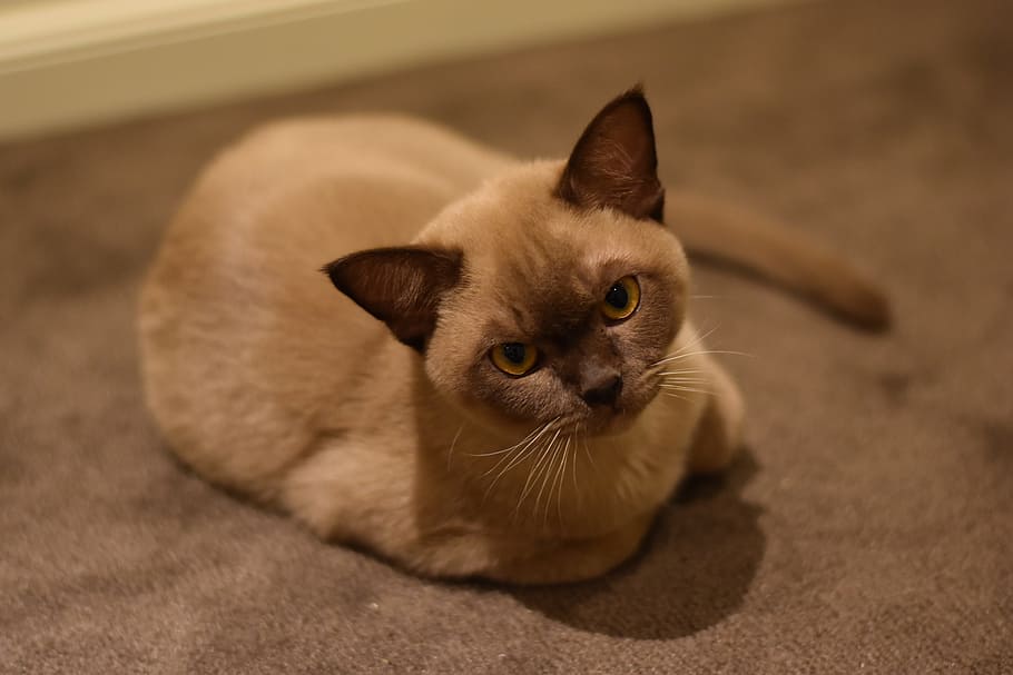 burmese, cat, chocolate, domestic, pets, domestic cat, animal themes HD wallpaper