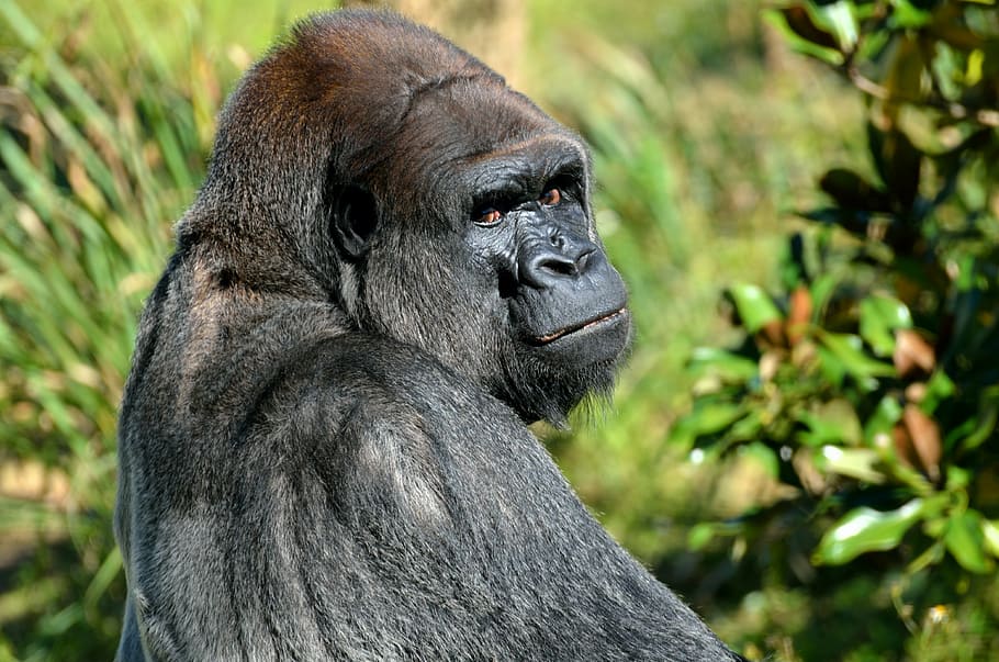 black gorilla, silver back, animal, mammal, wildlife, nature