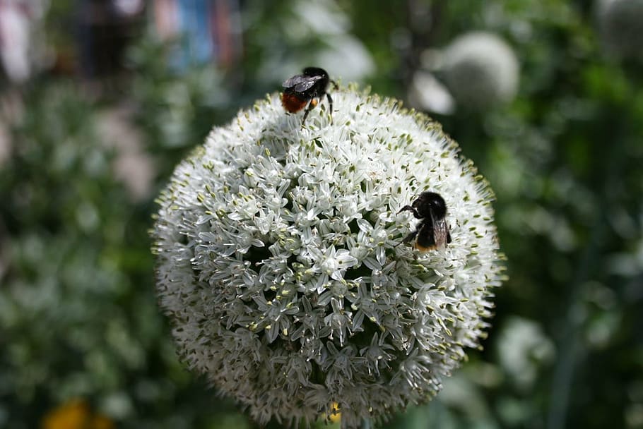 bee, onion, flower, plant, organic, garden, vegetable, two HD wallpaper