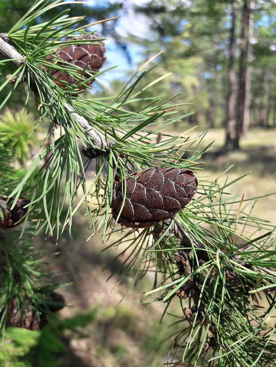 forest, spruce, pine cone, nature, green, tree, ecology, mood HD wallpaper
