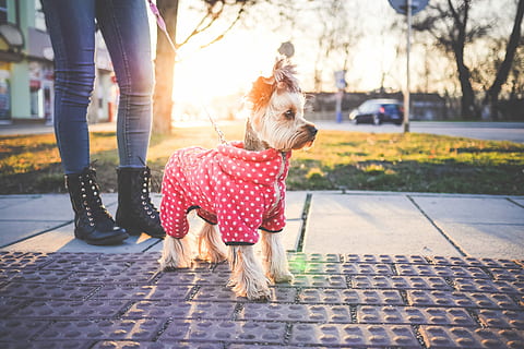 Cute Yorkshire Terrier with Clothes, animals, cold, dog clothes HD wallpaper