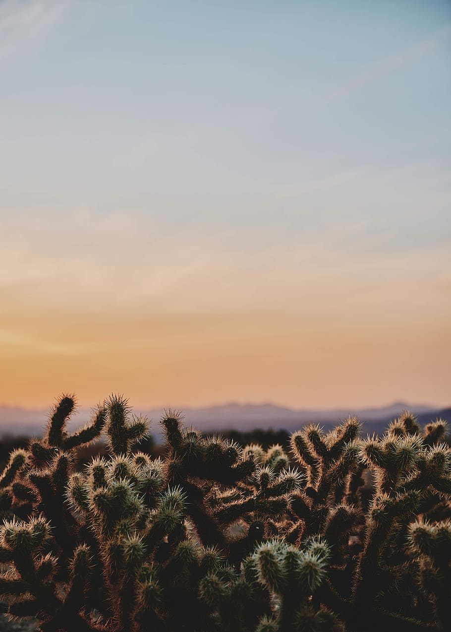 closeup photo of cactus under white and blue sky during daytime photography, green cacti under blue sky HD wallpaper