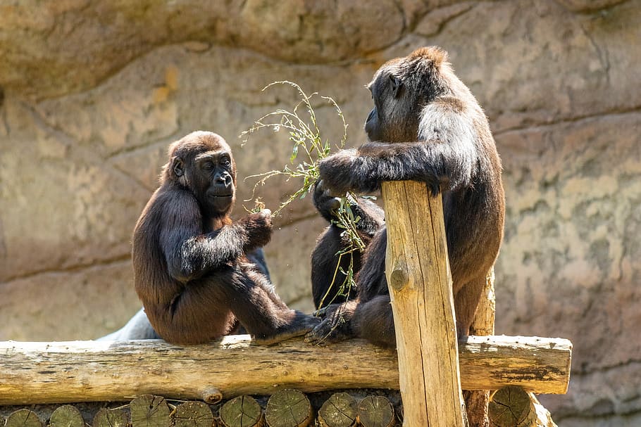 monkey, primate, gorilla, animal, animal world, mammal, zoo HD wallpaper