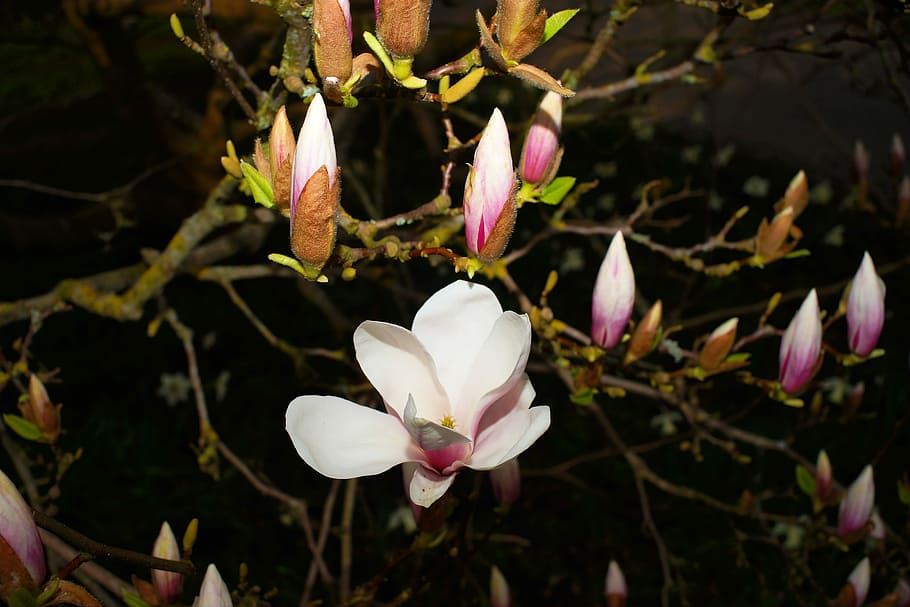 magnolia, tree, flourishing tree, flowers, bud, branches, spring, HD wallpaper