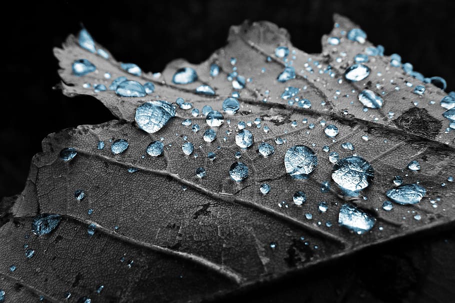 water drops on leaf, Sheet, Water, Drop, Macro, Dew, dry, blue HD wallpaper