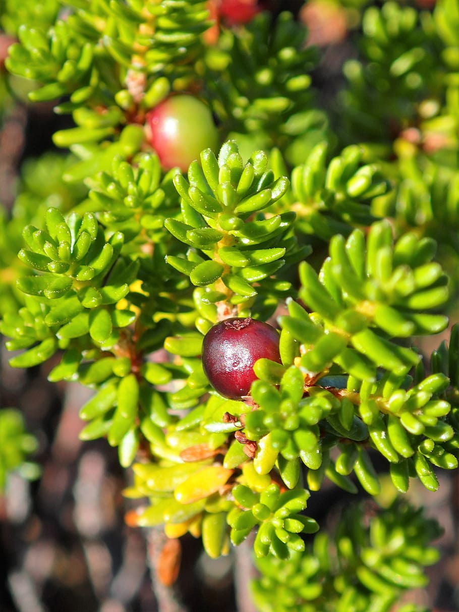 berry, close-up, red, food and drink, healthy eating, green color HD wallpaper