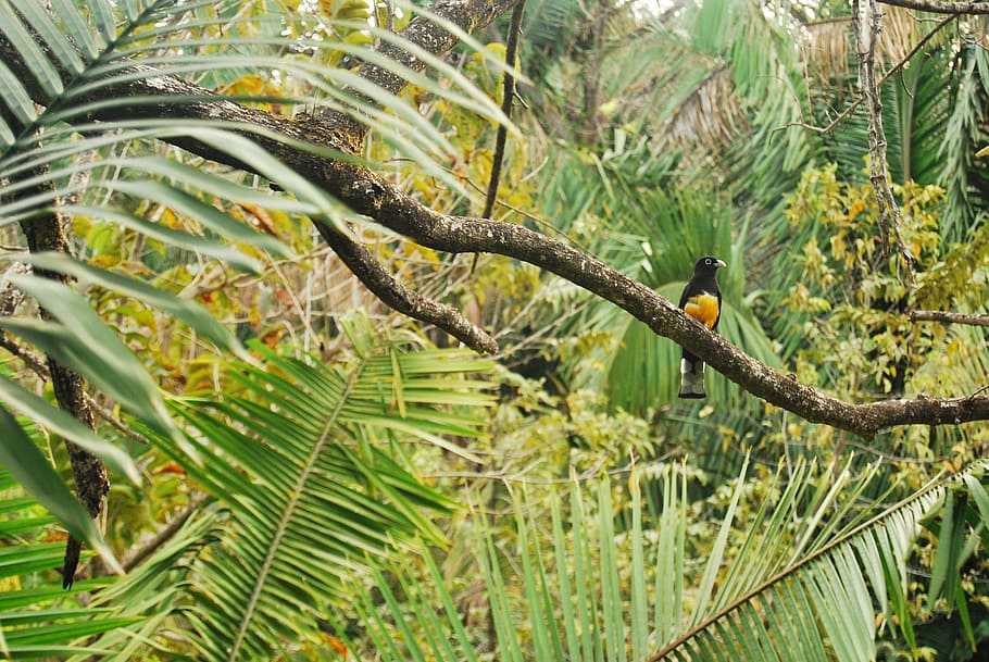 yellow and black bird on brown tree branch, photo of black bird on trees HD wallpaper