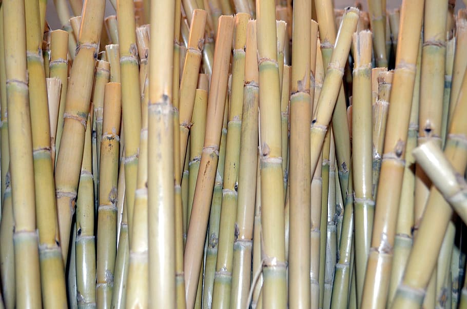 reeds, background, canneto, bamboo, large group of objects HD wallpaper