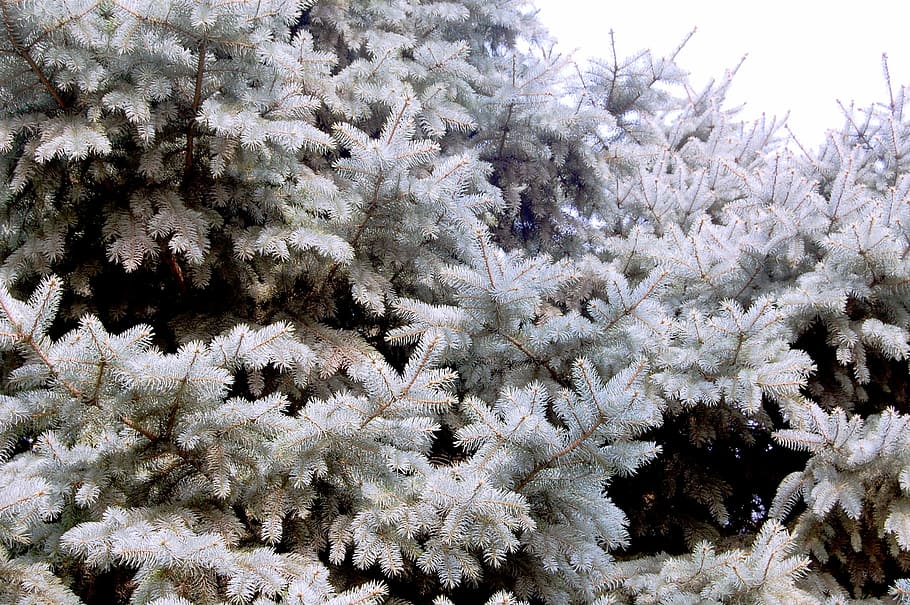 plant, cypress, pine tree, conifer, growth, cold temperature HD wallpaper