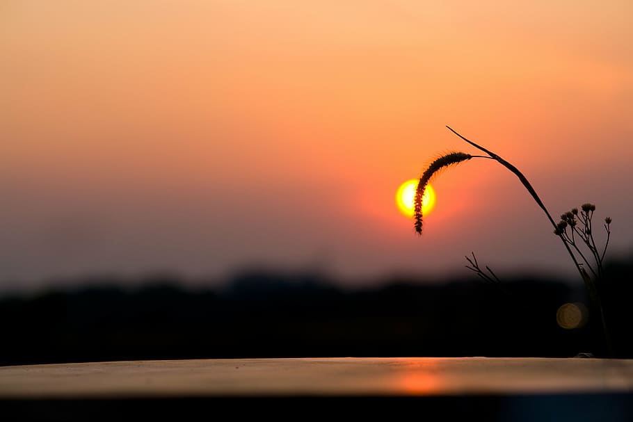 silhouette of plant during sunset, summer, sky, vacation, outdoor HD wallpaper