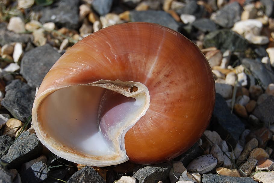 snail, shell, spiral, close-up, solid, no people, nature, day HD wallpaper