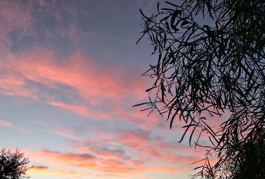 background, sunset, pink, clouds, leaves, silhouette, nature HD wallpaper