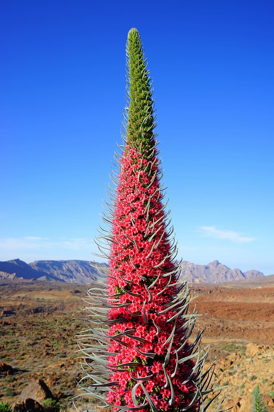pink and green cactus under clear blue sky during daytime, tajinaste rojo
