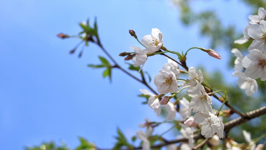 cherry blossom, spring, artistic conception, flowering plant HD wallpaper