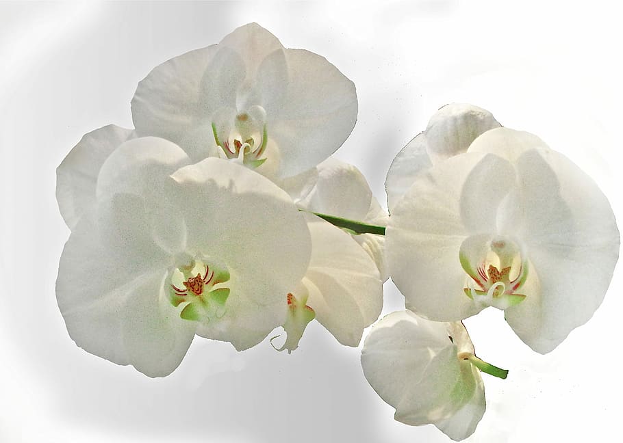 white orchids, White, Flower, fragility, white color, studio shot HD wallpaper