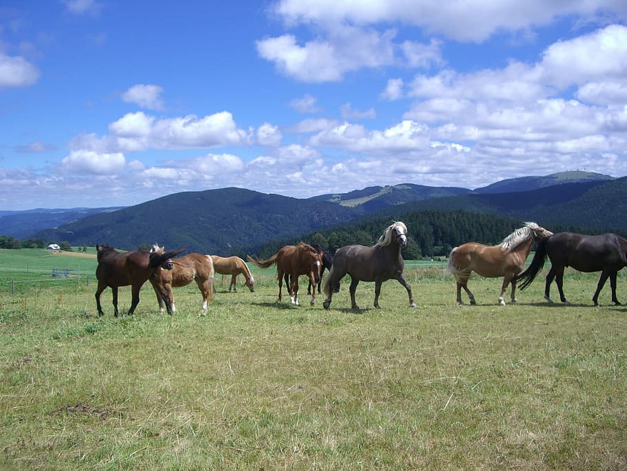 Paddock, Horse, Flock, Pasture, Grass, mountains, black forest HD wallpaper