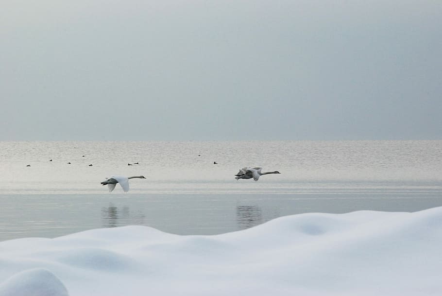 Swans, Fly, Ice, Snow, Cold, Nature, wildlife, wing, waterfowl HD wallpaper