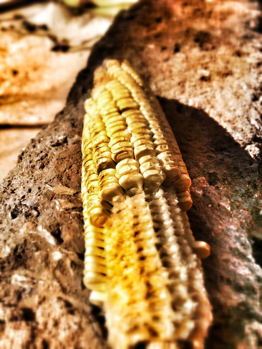 Maize, Corn, Dry, Farming, Ripe, Yellow, one animal, close-up HD wallpaper