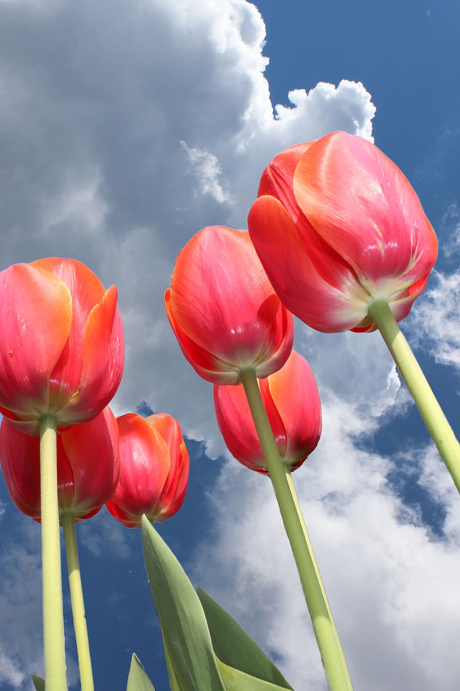 tulips, sky, clouds, below, dramatic sky, plant, flowers, red HD wallpaper