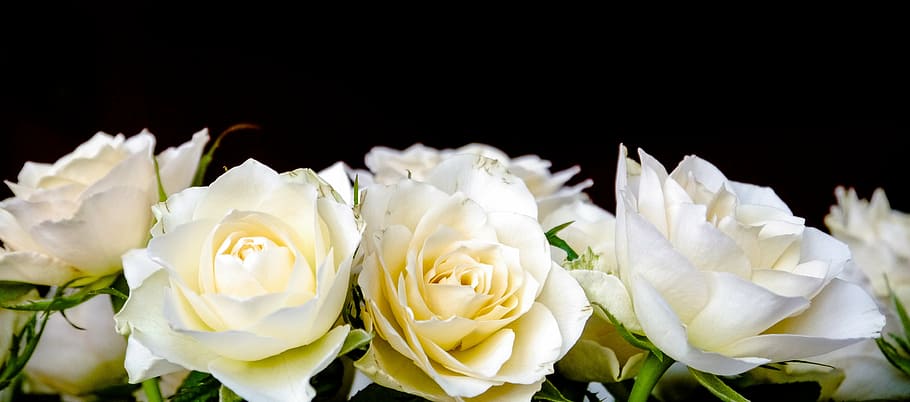 shallow focus photography of white flowers, roses, bouquet of roses