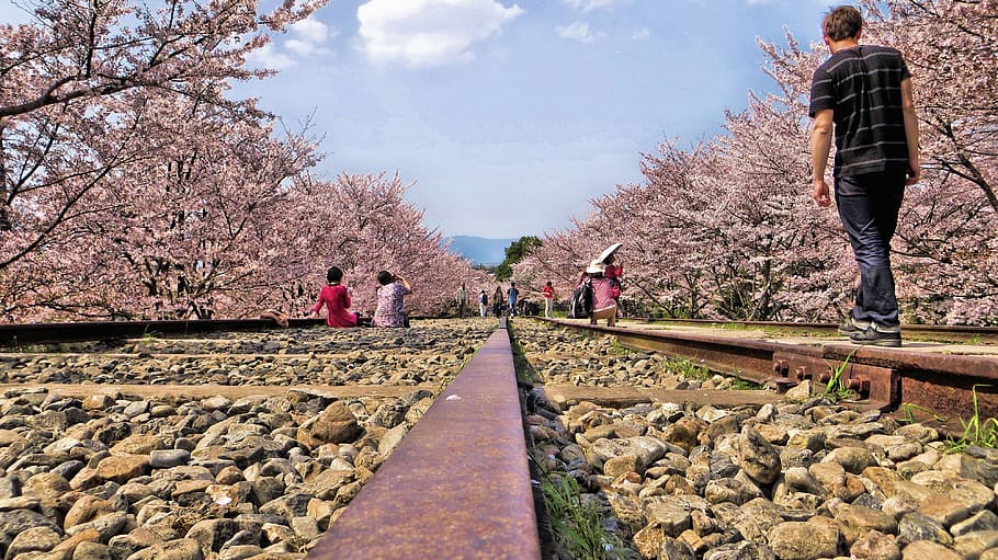 man standing on brown concrete beam, gleise, japan, cherry blossoms, HD wallpaper
