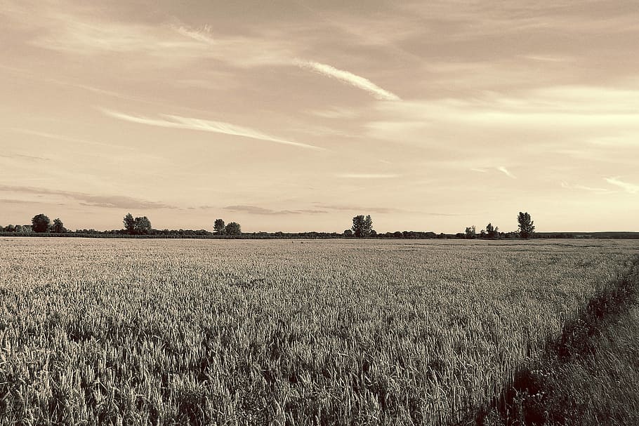 Landscape, Cornfield, Trees, Evening, lighting, black and white sepia HD wallpaper