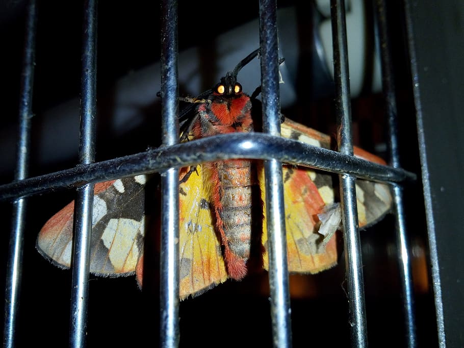 butterfly, night butterfly, moth, cage, security, punishment, HD wallpaper