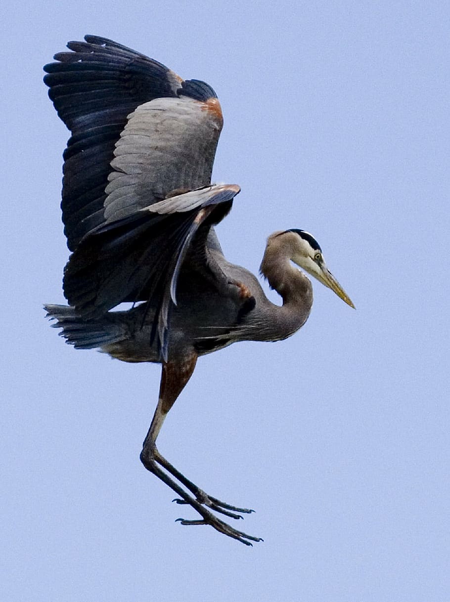 Great Blue Heron, flying, wildlife, bird, nature, profile, gray, HD wallpaper