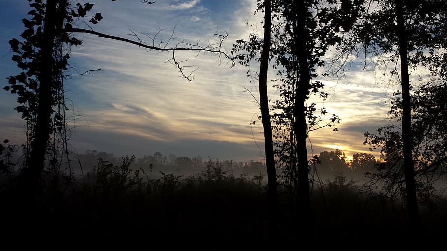 sunrise, trees, bare, nature, landscape, sky, clouds, wood HD wallpaper