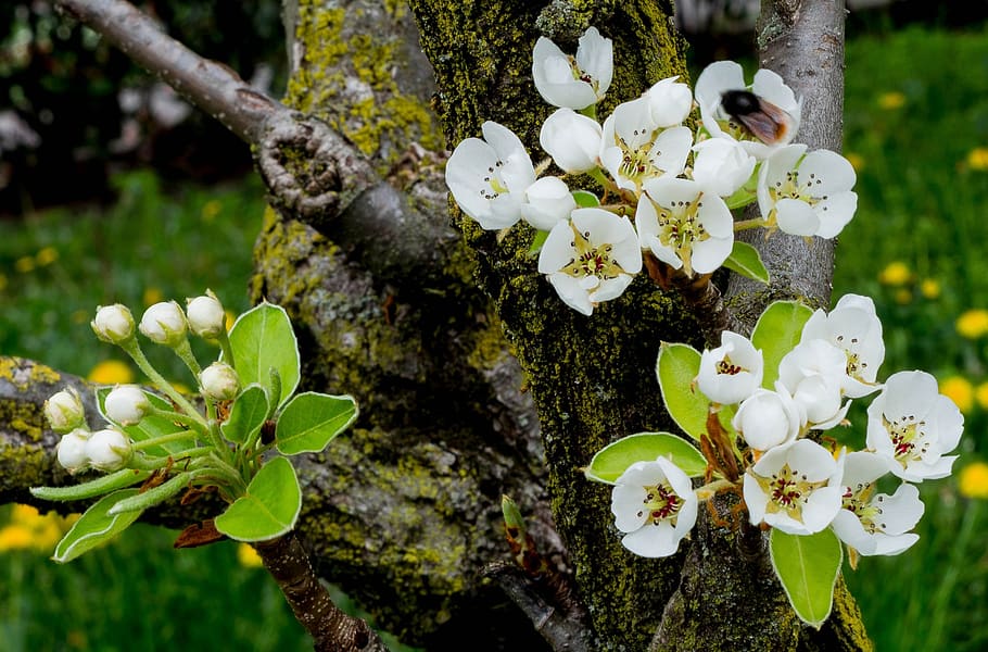 flowers, however, white, spring, bloom, petals, flourishing pear HD wallpaper