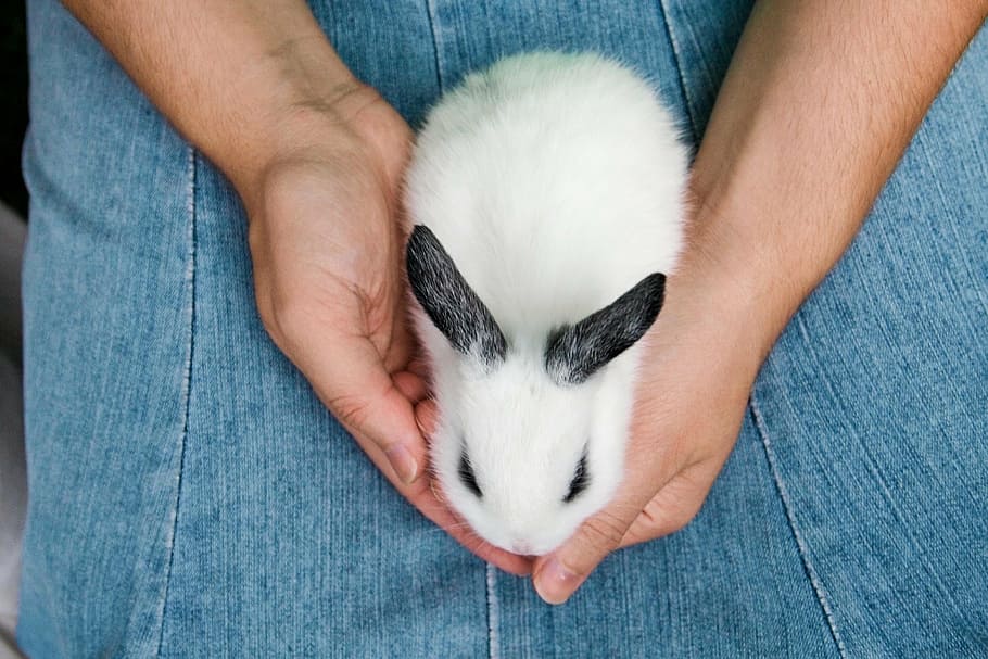white and black bunny on denim bottoms, animal, rabbit, hare, HD wallpaper