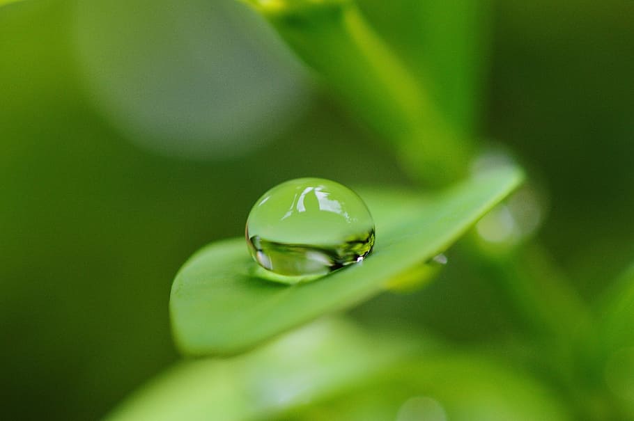 Leaf, Hookah, Drip, Water, rain, raindrop, close, green, nature HD wallpaper