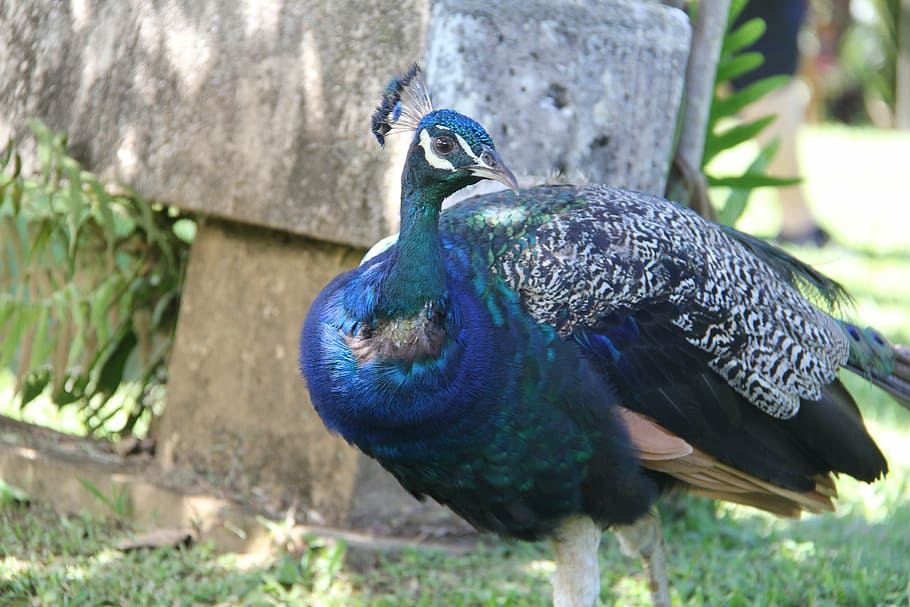 peacock, bird, nature, feather, blue, animal, colorful, elegant HD wallpaper