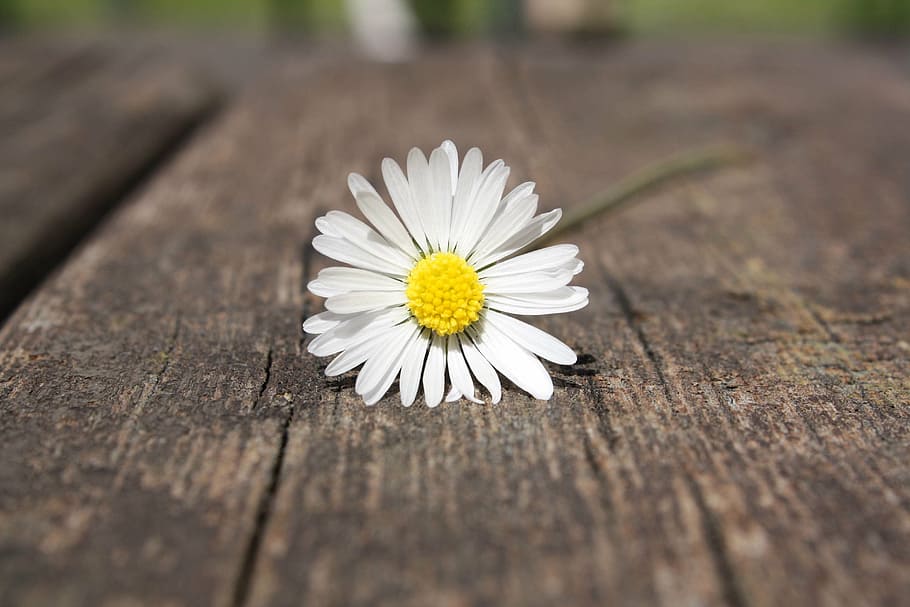 selective photography of white daisy flower, hand, connectedness HD wallpaper