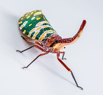 canthigaster cicada, fulgoromorpha, insect, proboscis, long HD wallpaper