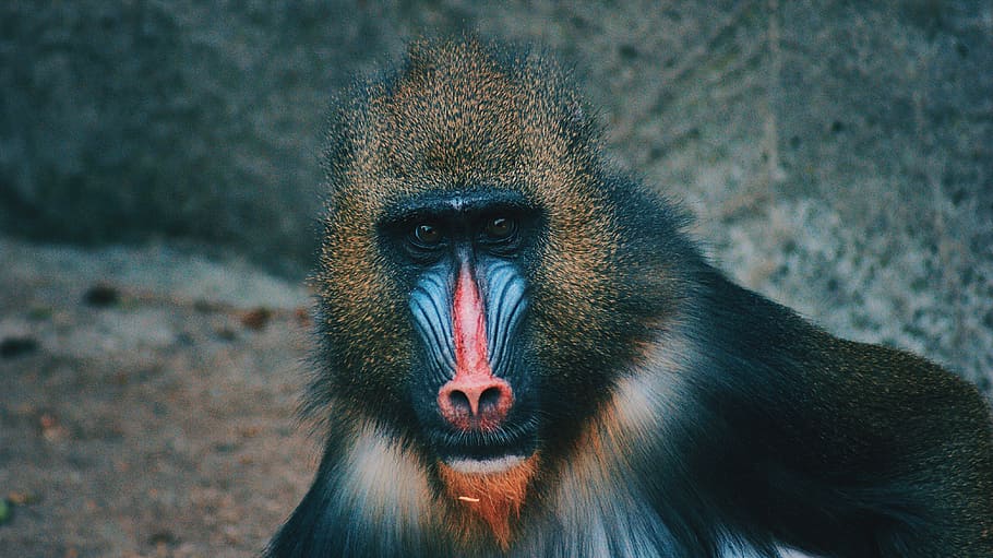 selective focus photography of baboon, black and red baboon, animal HD wallpaper