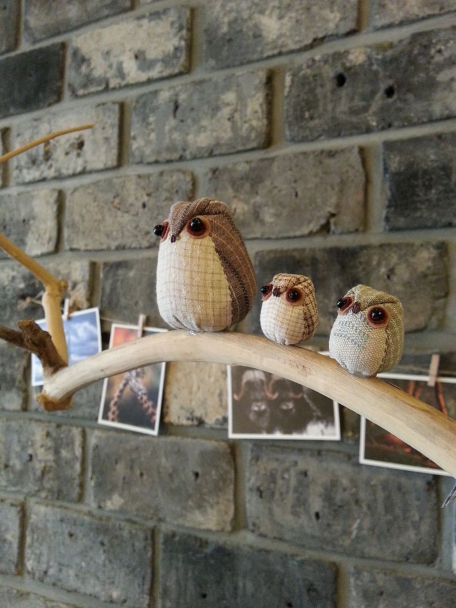 decoration, cafe, interior, animal themes, bird, vertebrate HD wallpaper