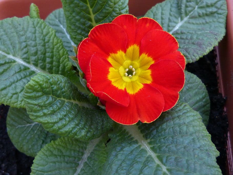 flower, red, macro, nature, blossom, bloom, flora, plant, bright HD wallpaper