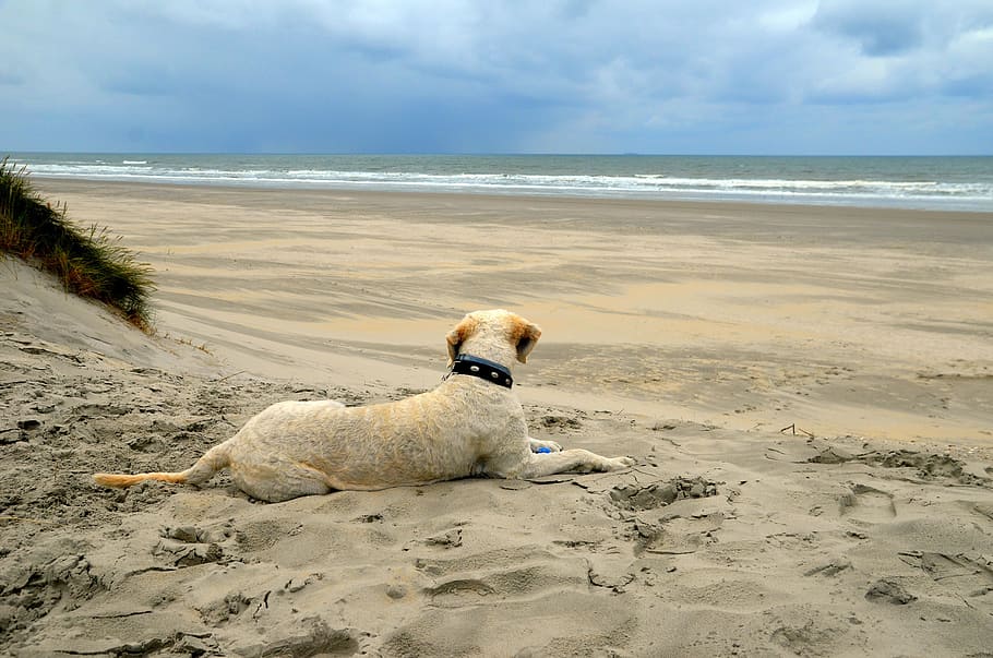 sea, beach, sand, waters, coast, land, one animal, animal themes HD wallpaper