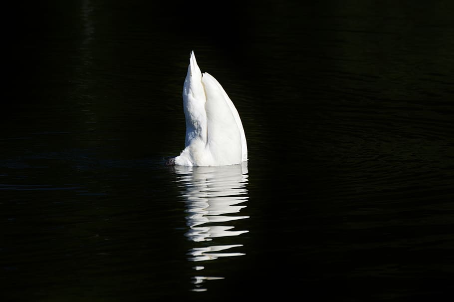 ice berg on body of water, Swan, Water Bird, Animal, White, schwimmvogel, HD wallpaper