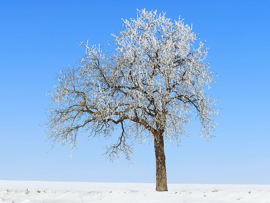 tree on snow covered field, hoarfrost, winter, ice, iced, cold HD wallpaper